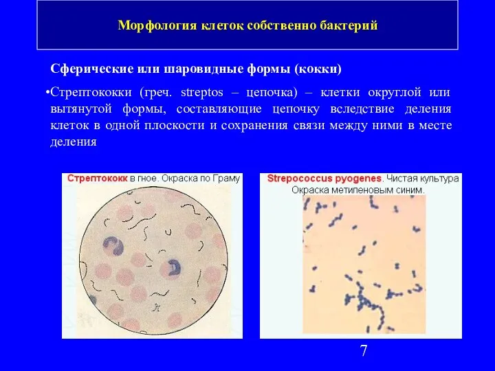 Сферические или шаровидные формы (кокки) Стрептококки (греч. streptos – цепочка) –