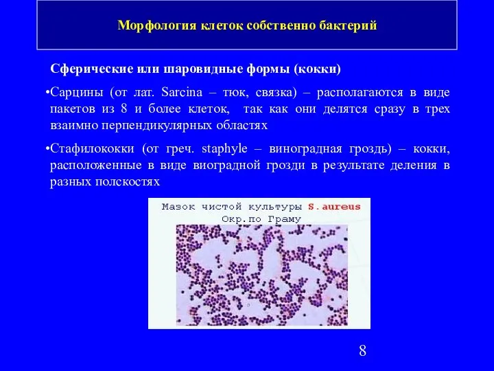 Сферические или шаровидные формы (кокки) Сарцины (от лат. Sarcina – тюк,