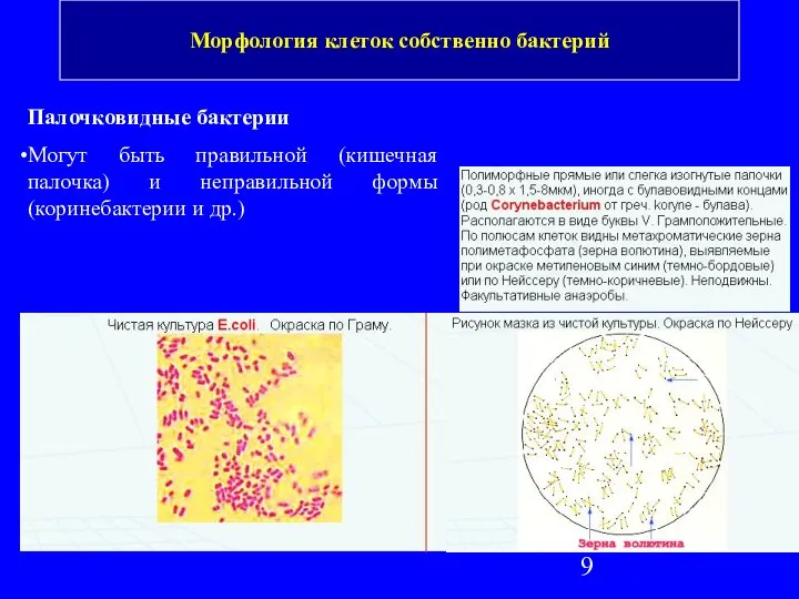 Палочковидные бактерии Могут быть правильной (кишечная палочка) и неправильной формы (коринебактерии