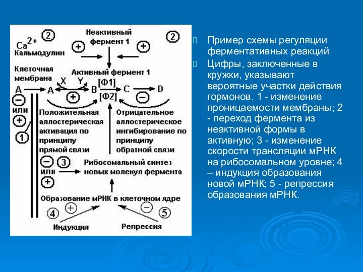 Пример схемы регуляции ферментативных реакций Цифры, заключенные в кружки, указывают вероятные