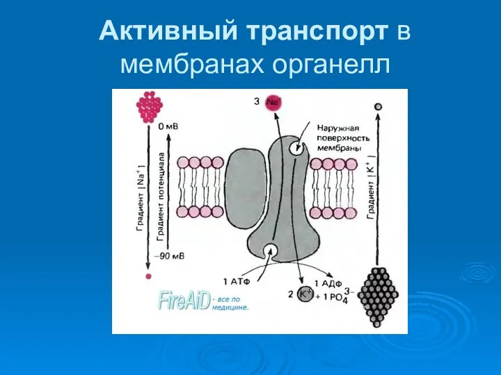 Активный транспорт в мембранах органелл