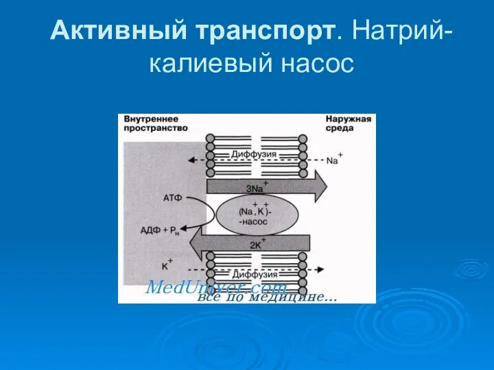 Активный транспорт. Натрий-калиевый насос