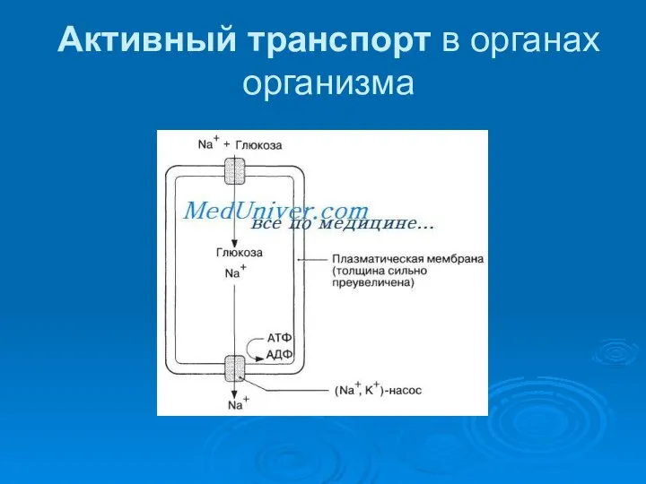 Активный транспорт в органах организма