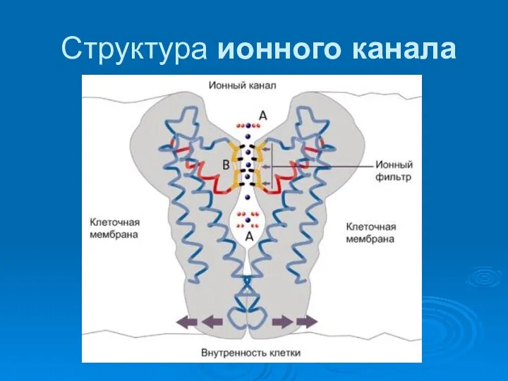 Структура ионного канала