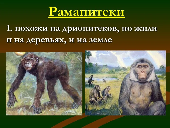 Рамапитеки 1. похожи на дриопитеков, но жили и на деревьях, и на земле