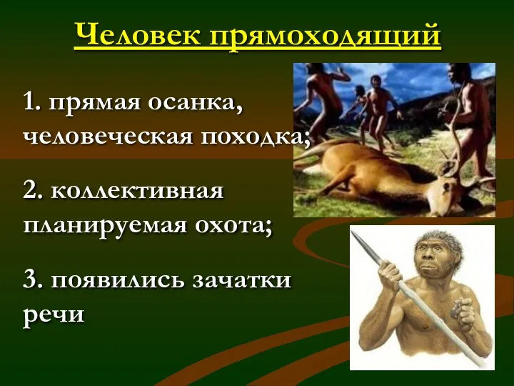 Человек прямоходящий 1. прямая осанка, человеческая походка; 2. коллективная планируемая охота; 3. появились зачатки речи