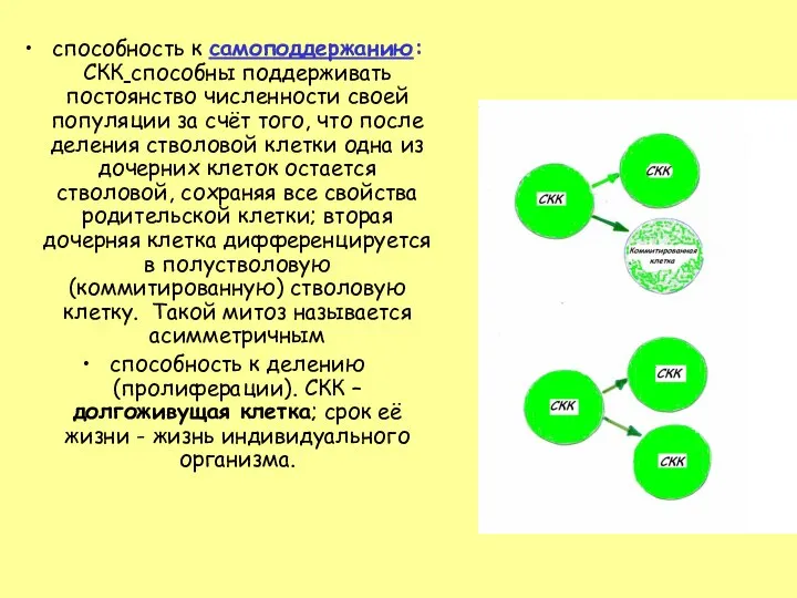 способность к самоподдержанию: СКК способны поддерживать постоянство численности своей популяции за