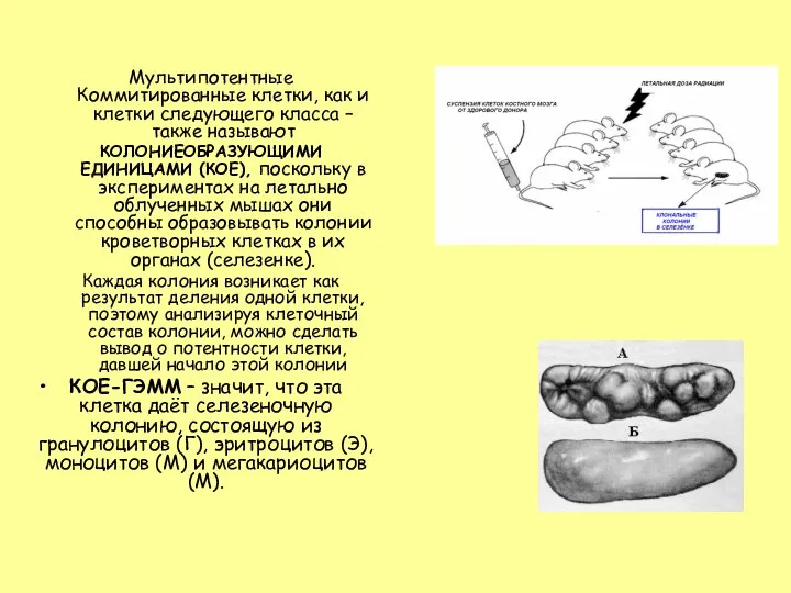 Мультипотентные Коммитированные клетки, как и клетки следующего класса – также называют