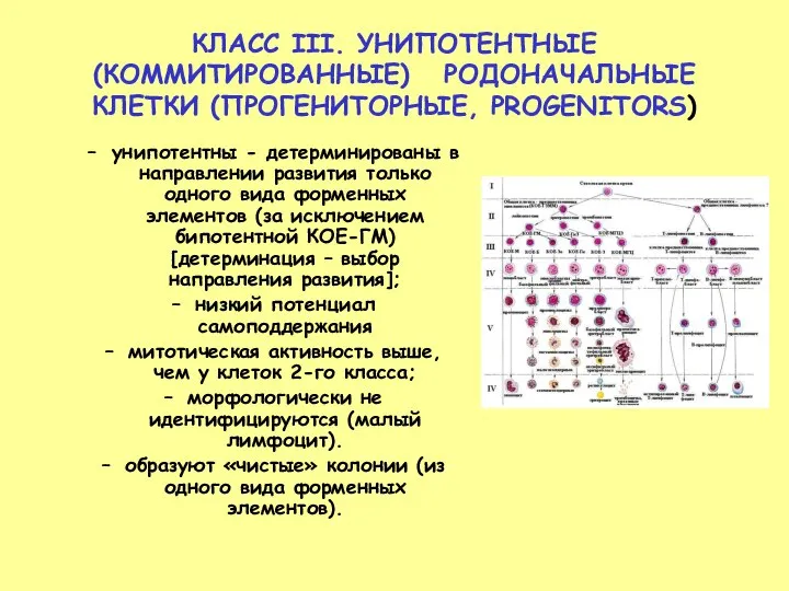 КЛАСС III. УНИПОТЕНТНЫЕ (КОММИТИРОВАННЫЕ) РОДОНАЧАЛЬНЫЕ КЛЕТКИ (ПРОГЕНИТОРНЫЕ, PROGENITORS) унипотентны - детерминированы