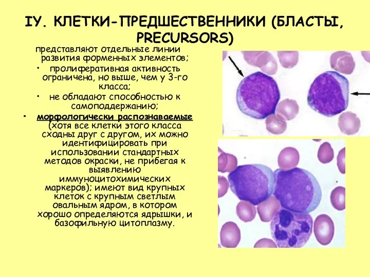 IY. КЛЕТКИ-ПРЕДШЕСТВЕННИКИ (БЛАСТЫ, PRECURSORS) представляют отдельные линии развития форменных элементов; пролиферативная