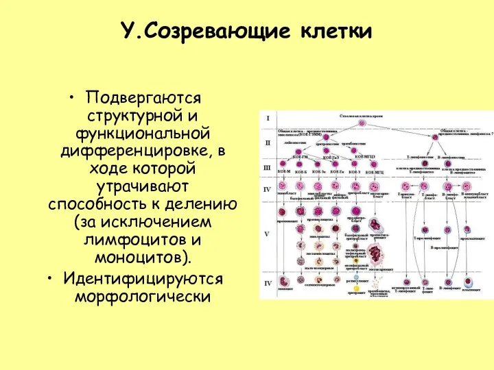 Y.Созревающие клетки Подвергаются структурной и функциональной дифференцировке, в ходе которой утрачивают