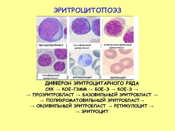 ЭРИТРОЦИТОПОЭЗ ДИФФЕРОН ЭРИТРОЦИТАРНОГО РЯДА СКК → КОЕ-ГЭММ → БОЕ-Э → КОЕ-Э