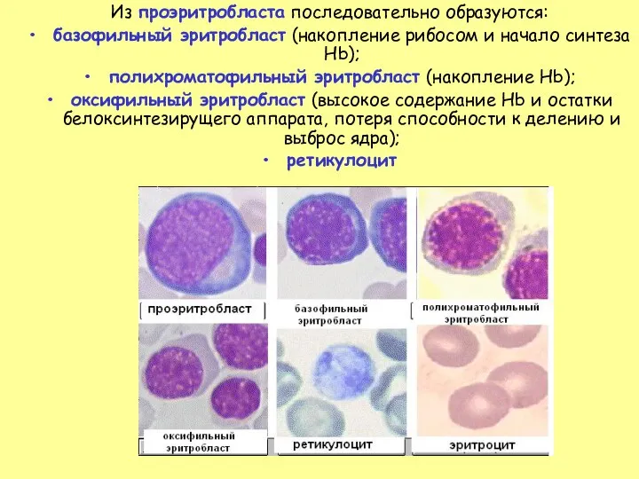 Из проэритробласта последовательно образуются: базофильный эритробласт (накопление рибосом и начало синтеза