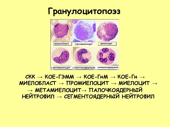 Гранулоцитопоэз СКК → КОЕ-ГЭММ → КОЕ-ГнМ → КОЕ-Гн → МИЕЛОБЛАСТ →