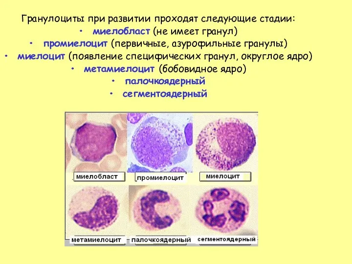 Гранулоциты при развитии проходят следующие стадии: миелобласт (не имеет гранул) промиелоцит