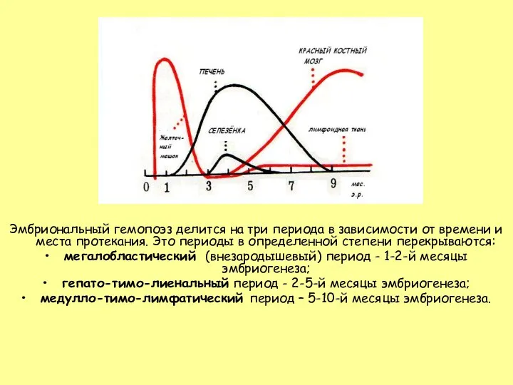 Эмбриональный гемопоэз делится на три периода в зависимости от времени и