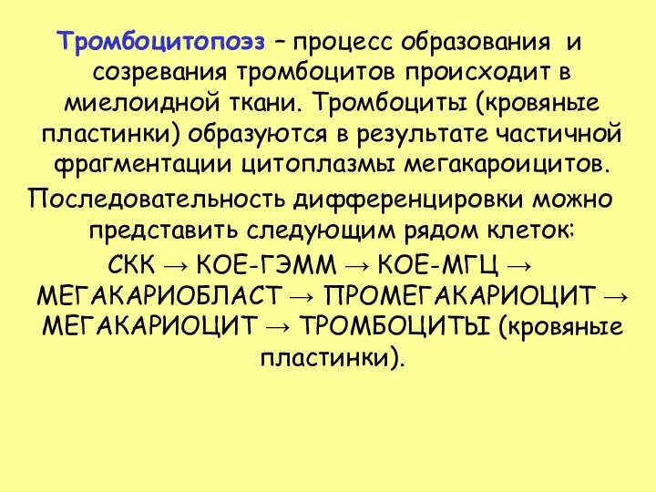 Тромбоцитопоэз – процесс образования и созревания тромбоцитов происходит в миелоидной ткани.