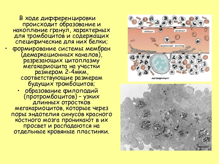 В ходе дифференцировки происходит образование и накопление гранул, характерных для тромбоцитов