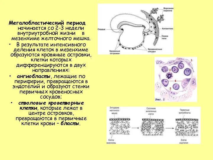 Мегалобластический период начинается со 2-3 недели внутриутробной жизни в мезенхиме желточного