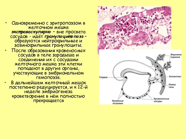 Одновременно с эритропоэзом в желточном мешке экстраваскулярно – вне просвета сосудов