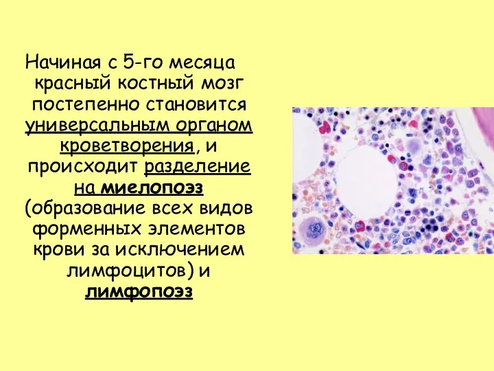 Начиная с 5-го месяца красный костный мозг постепенно становится универсальным органом