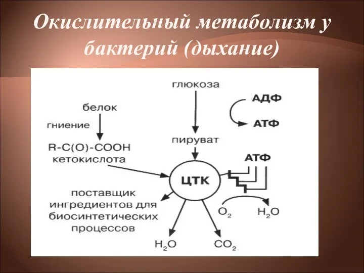 Окислительный метаболизм у бактерий (дыхание)