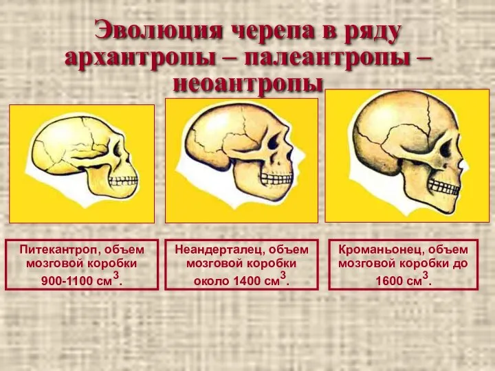 Эволюция черепа в ряду архантропы – палеантропы – неоантропы Питекантроп, объем