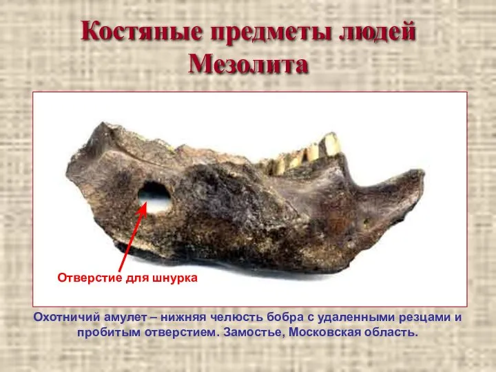 Костяные предметы людей Мезолита Охотничий амулет – нижняя челюсть бобра с