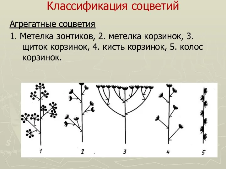 Классификация соцветий Агрегатные соцветия 1. Метелка зонтиков, 2. метелка корзинок, 3.