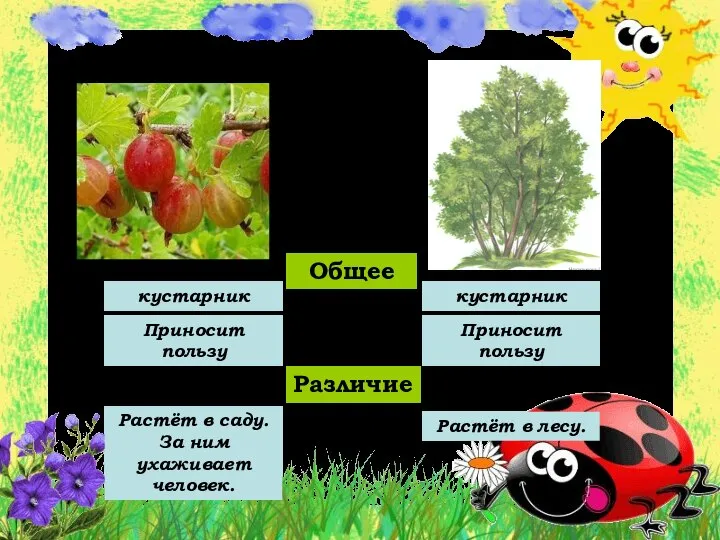 Общее кустарник кустарник Приносит пользу Приносит пользу Различие Растёт в саду.