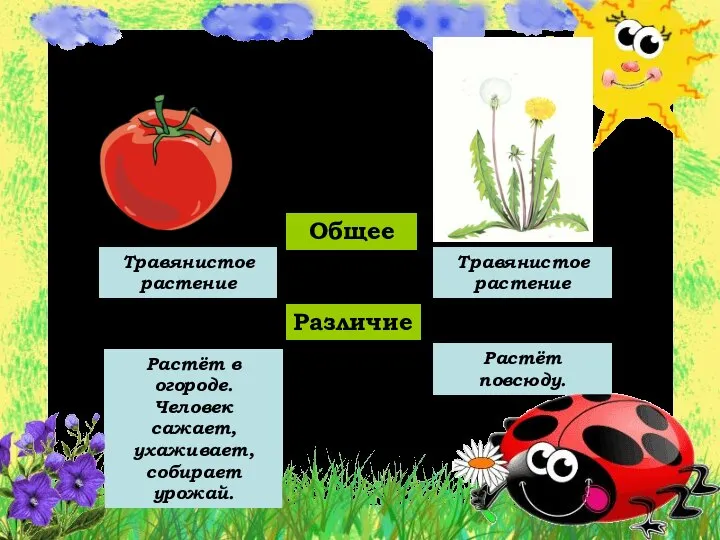 Общее Различие Травянистое растение Травянистое растение Растёт в огороде. Человек сажает, ухаживает, собирает урожай. Растёт повсюду.