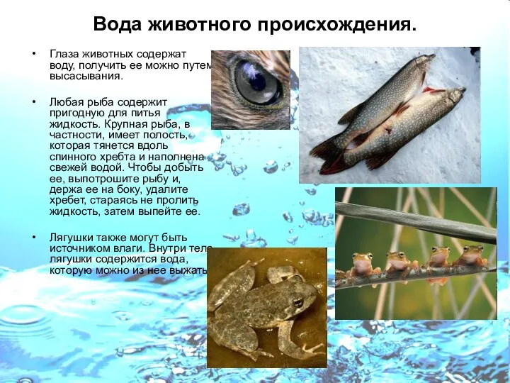 Вода животного происхождения. Глаза животных содержат воду, получить ее можно путем
