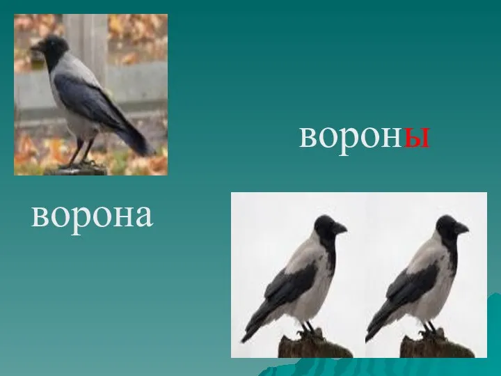 ворона вороны