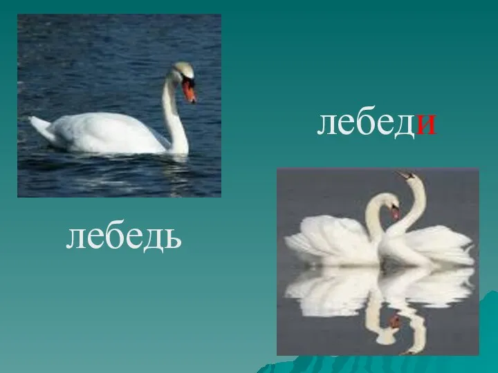 лебедь лебеди