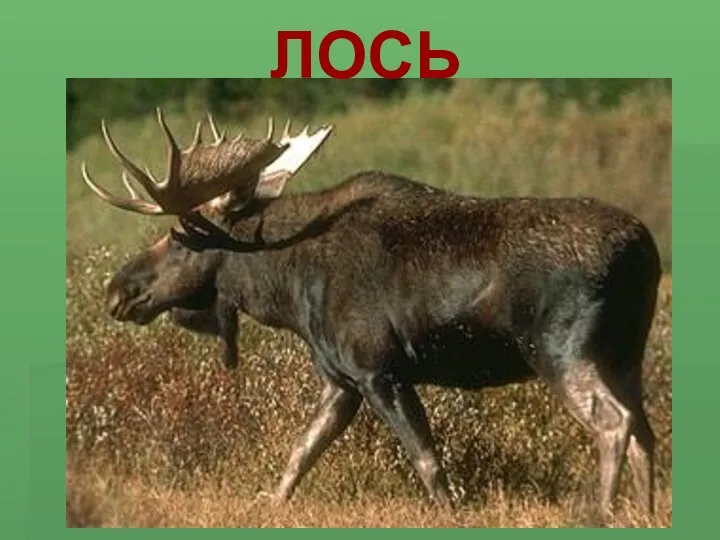 ЛОСЬ