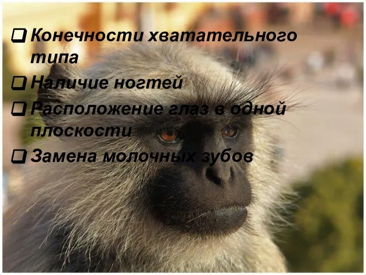 Конечности хватательного типа Наличие ногтей Расположение глаз в одной плоскости Замена молочных зубов