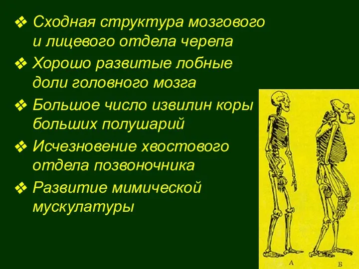 Сходная структура мозгового и лицевого отдела черепа Хорошо развитые лобные доли