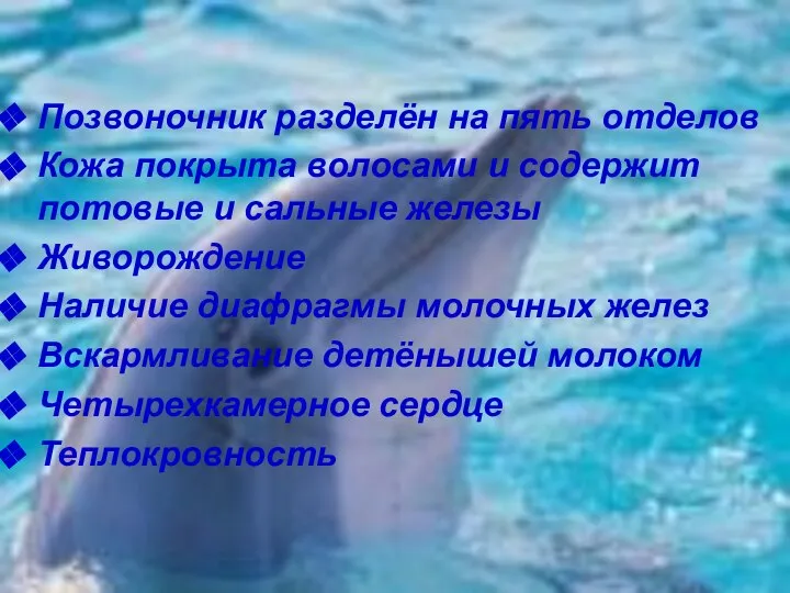 Позвоночник разделён на пять отделов Кожа покрыта волосами и содержит потовые