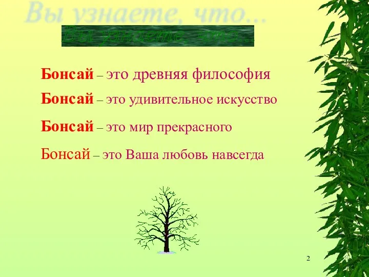 Вы узнаете, что... Бонсай – это древняя философия Бонсай – это