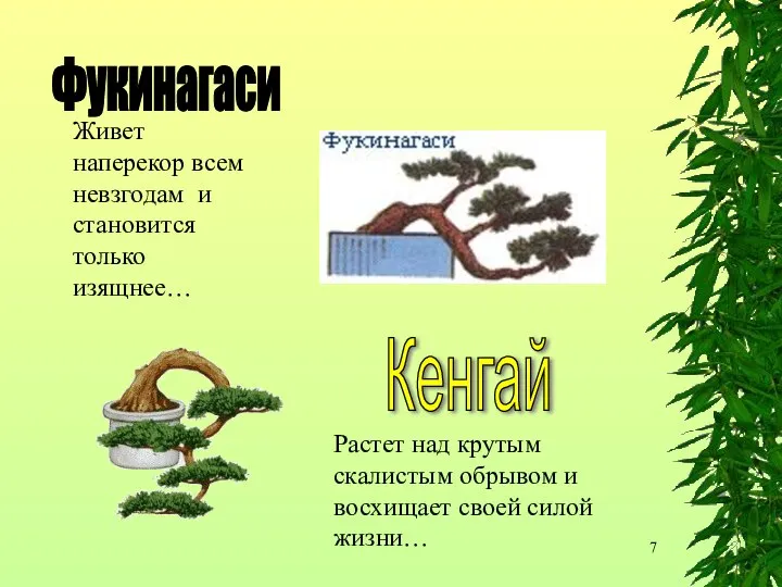 Фукинагаси Живет наперекор всем невзгодам и становится только изящнее… Кенгай Растет