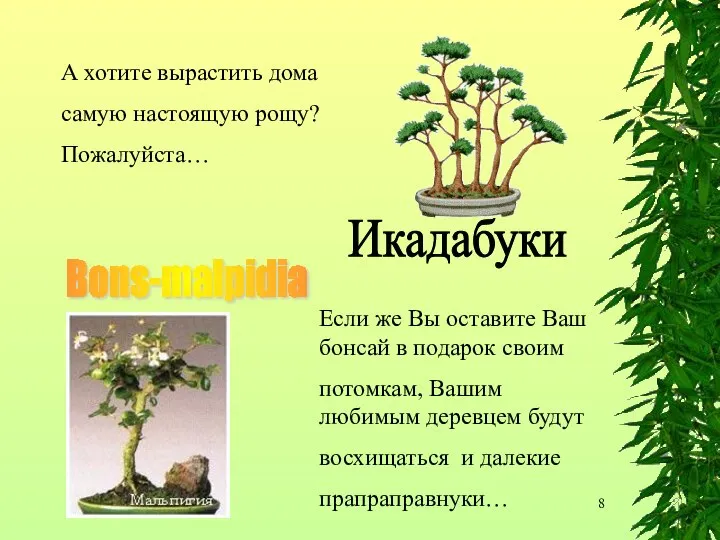 А хотите вырастить дома самую настоящую рощу? Пожалуйста… Икадабуки Bons-malpidia Если