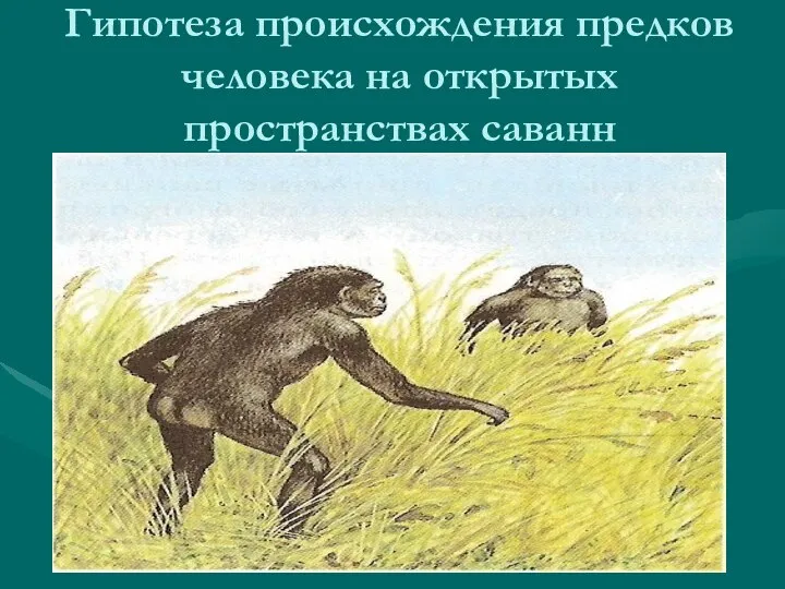 Гипотеза происхождения предков человека на открытых пространствах саванн