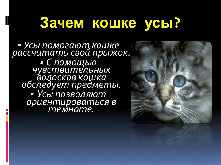 Зачем кошке усы? Усы помогают кошке рассчитать свой прыжок. С помощью