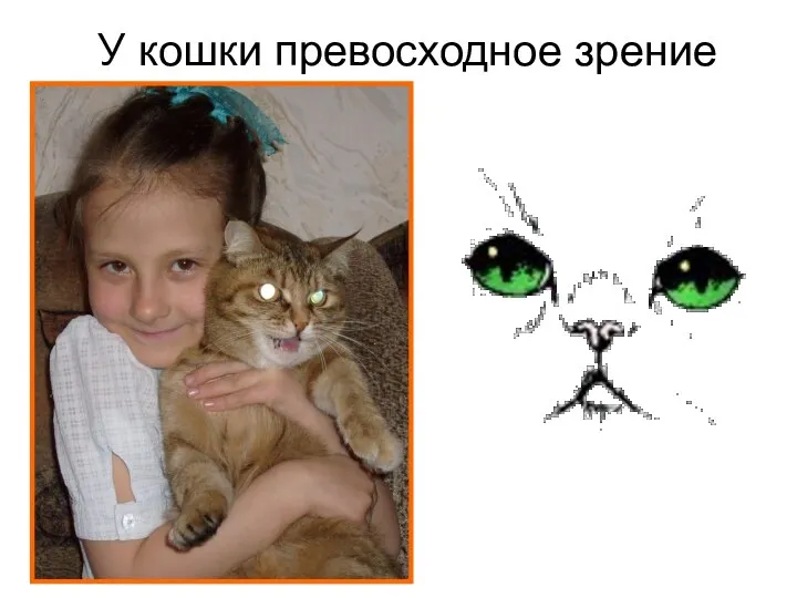 У кошки превосходное зрение