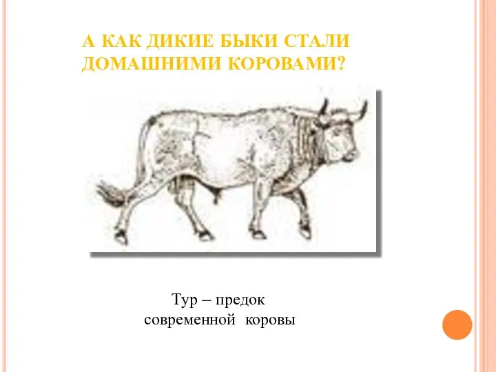 А КАК ДИКИЕ БЫКИ СТАЛИ ДОМАШНИМИ КОРОВАМИ? Тур – предок современной коровы