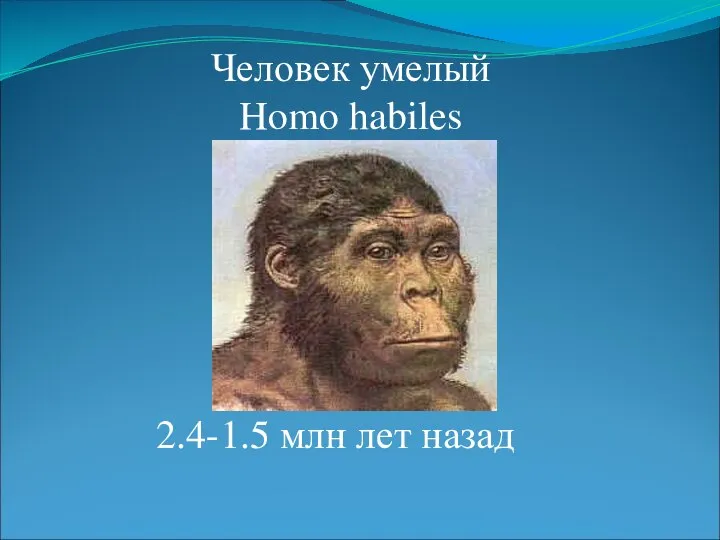 Человек умелый Homo habiles 2.4-1.5 млн лет назад