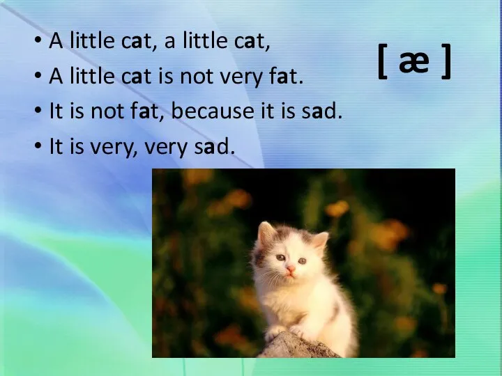 A little cat, a little cat, A little cat is not