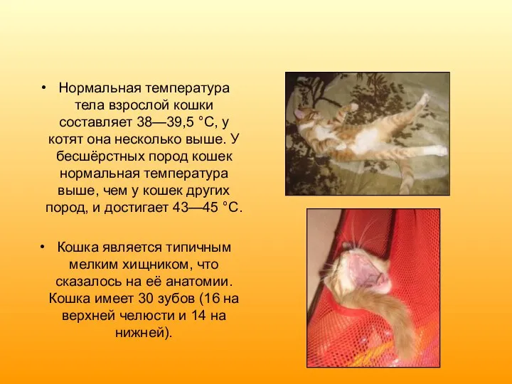 Нормальная температура тела взрослой кошки составляет 38—39,5 °C, у котят она