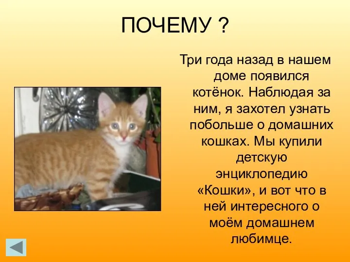 ПОЧЕМУ ? Три года назад в нашем доме появился котёнок. Наблюдая