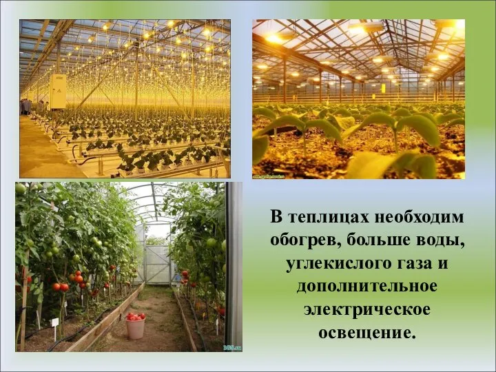 В теплицах необходим обогрев, больше воды, углекислого газа и дополнительное электрическое освещение.